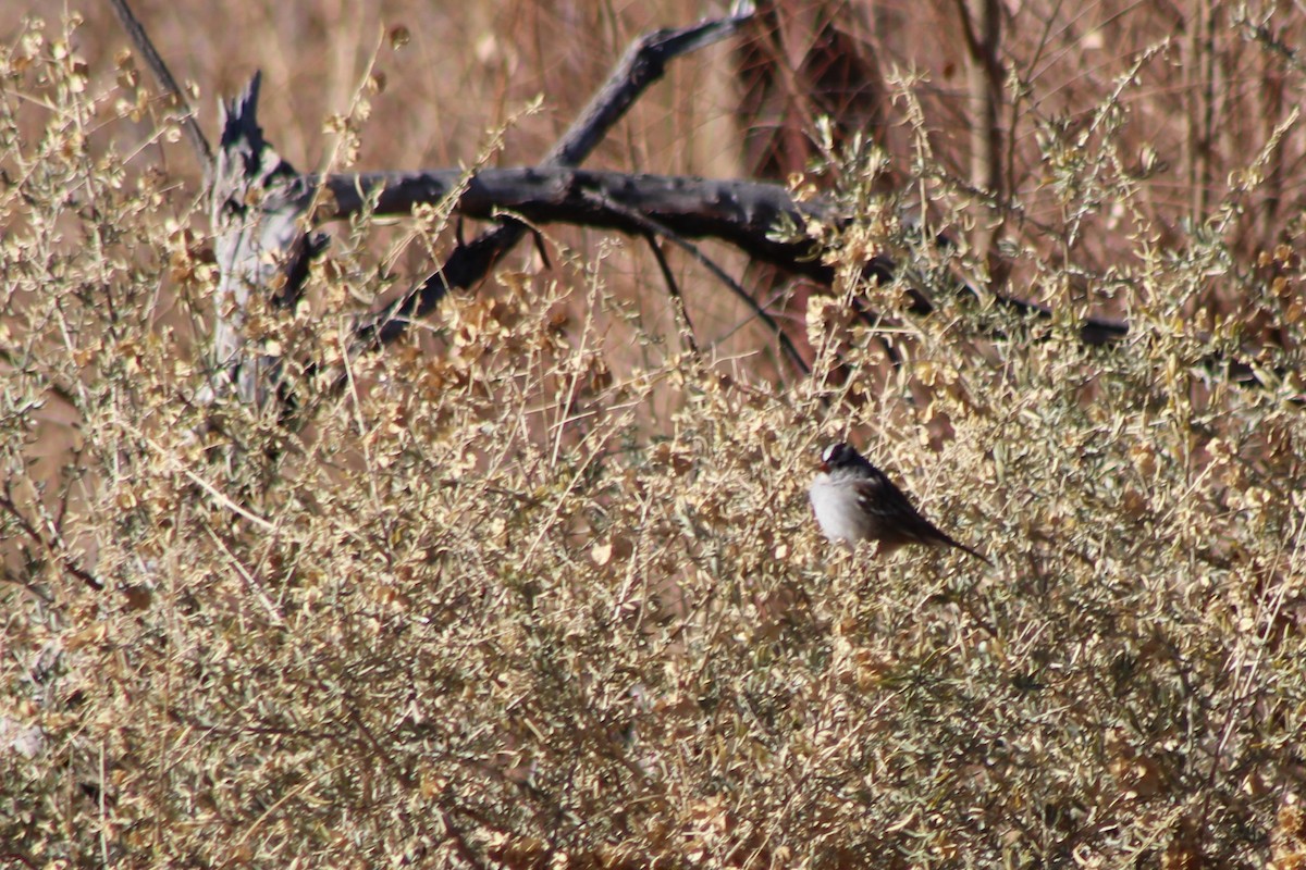 White-crowned Sparrow - ML79387101