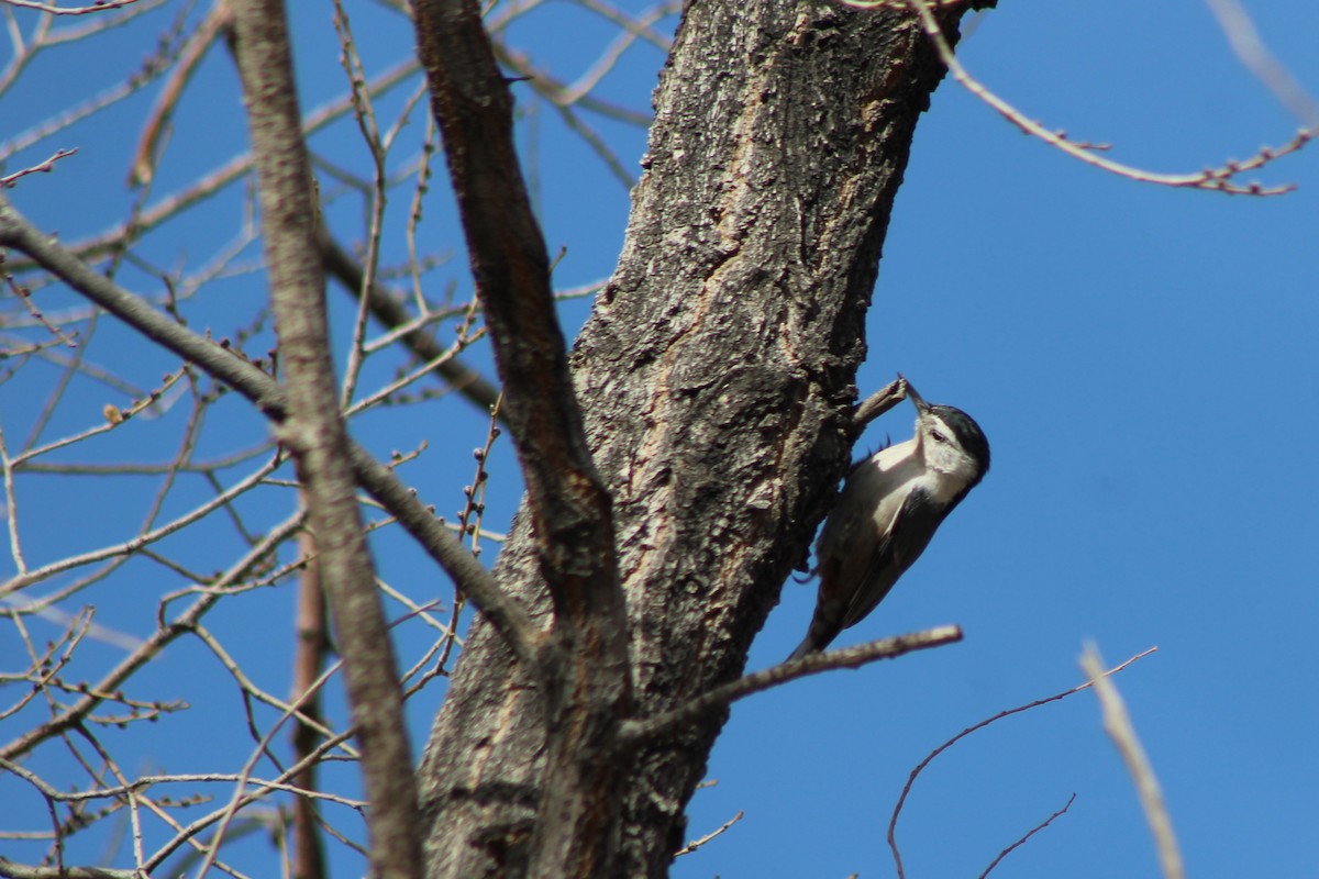 White-breasted Nuthatch - ML79387561