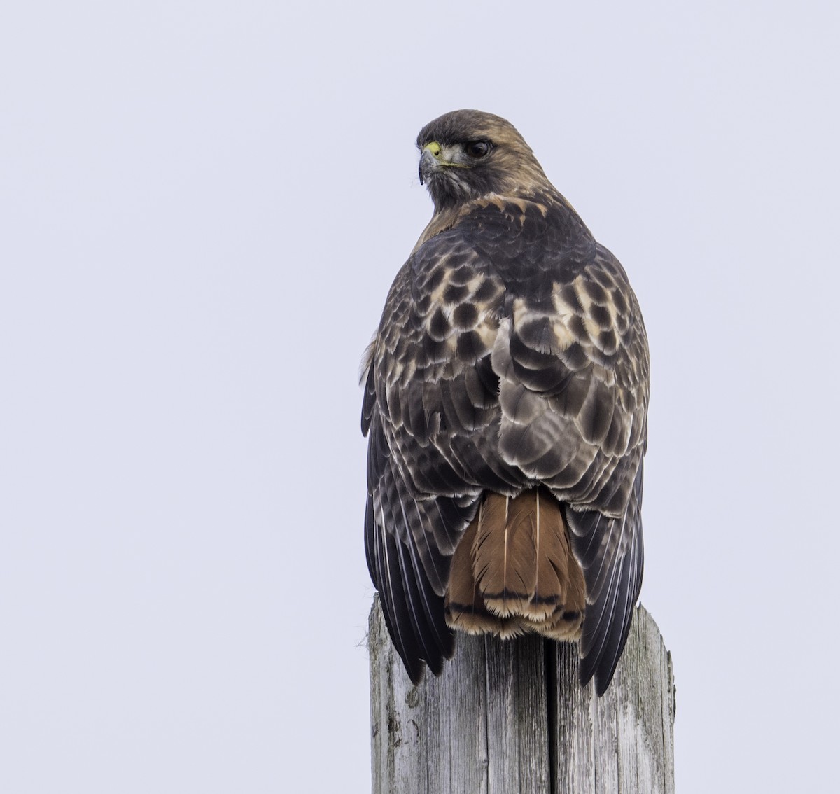 Red-tailed Hawk - ML79388721
