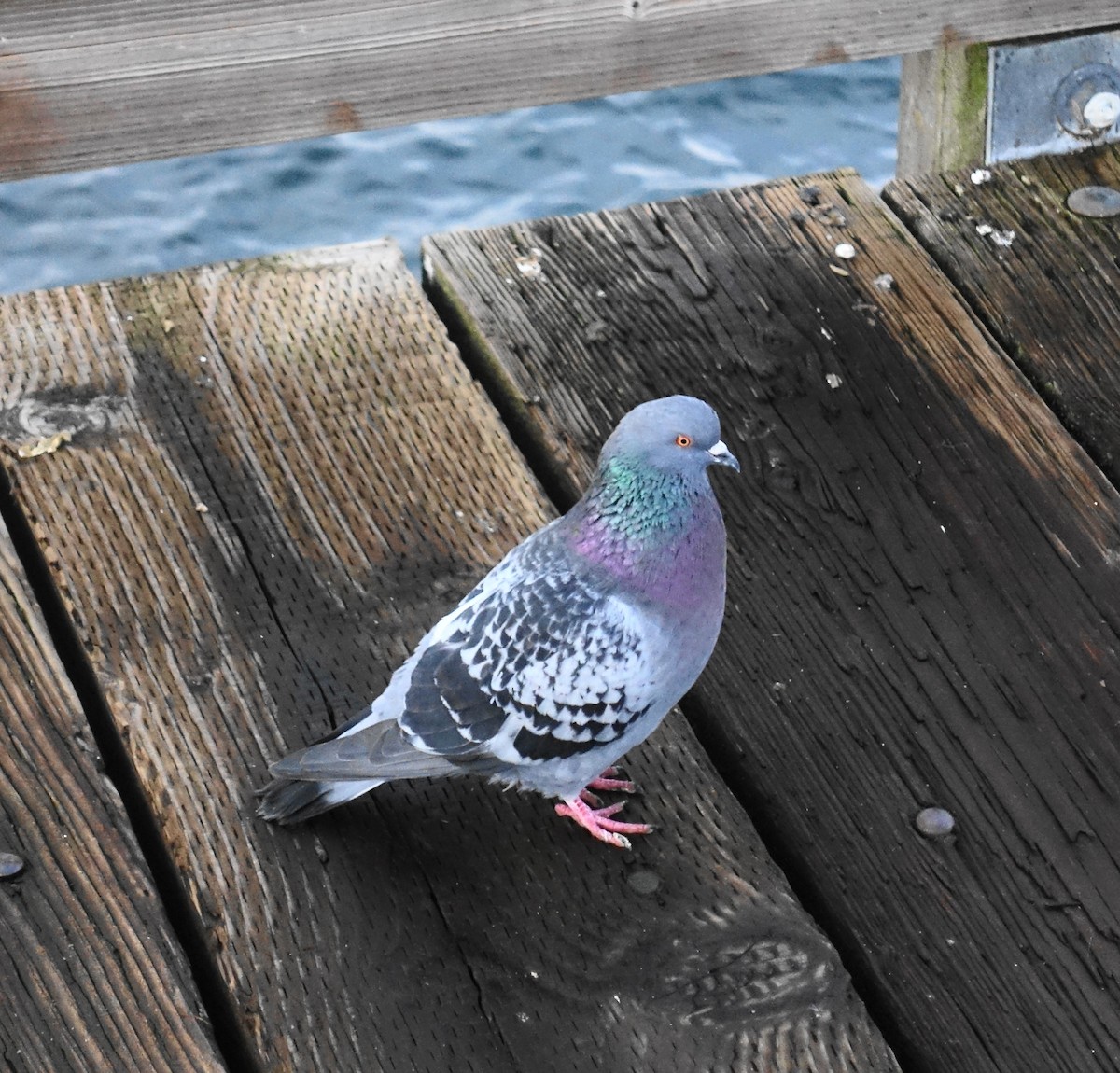 Rock Pigeon (Feral Pigeon) - ML79392781