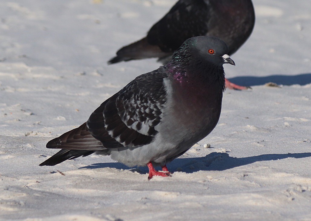 Rock Pigeon (Feral Pigeon) - Linda Grebe 🦅