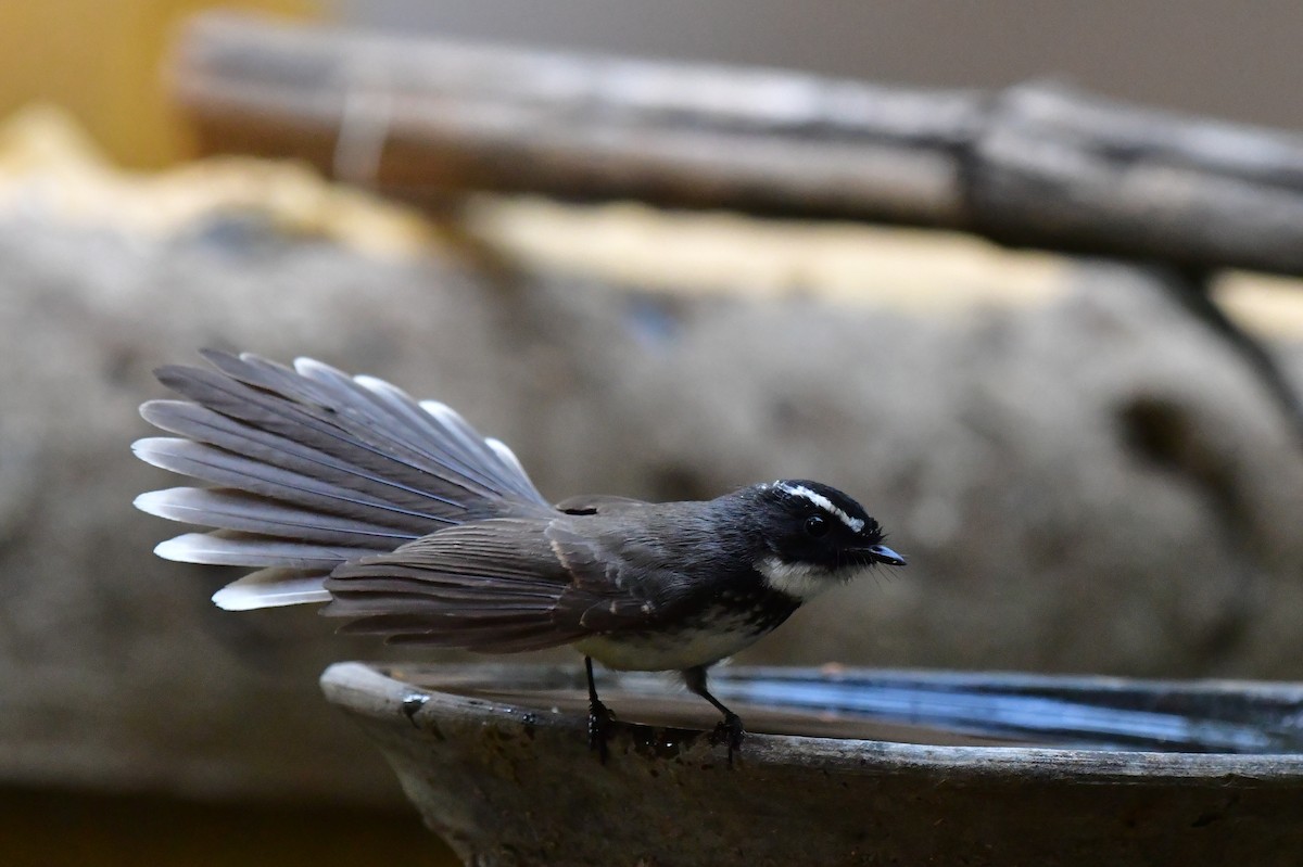 Spot-breasted Fantail - ML79396941