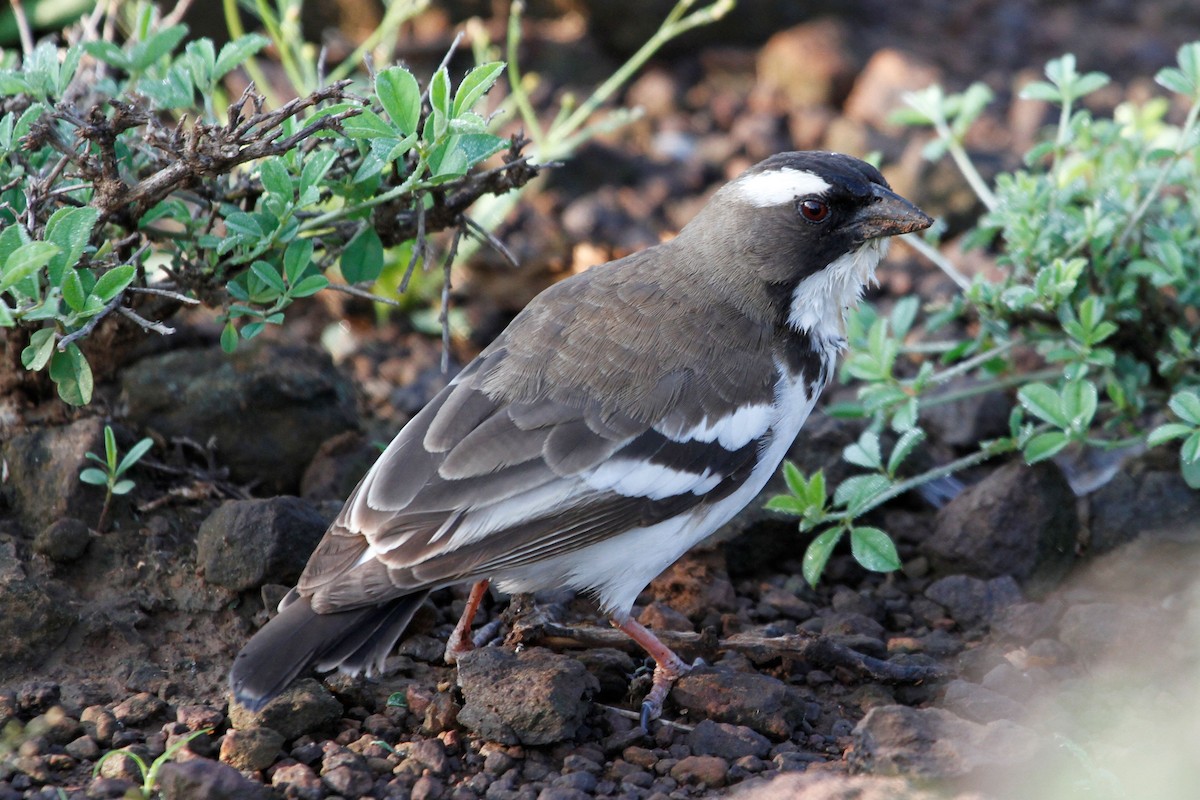 White-browed Sparrow-Weaver - Reinhard Vehring