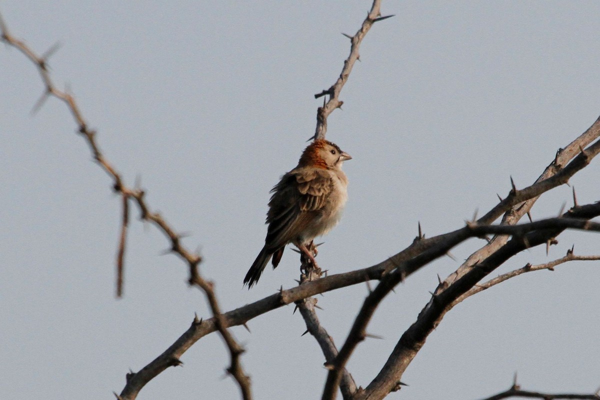 Speckle-fronted Weaver - ML79398261