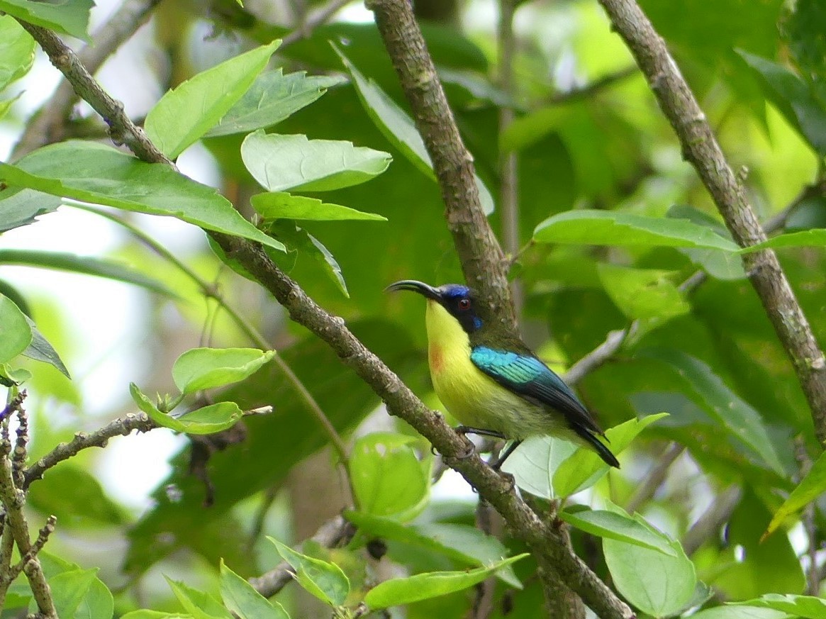 Metallic-winged Sunbird (Luzon) - ToriKan P