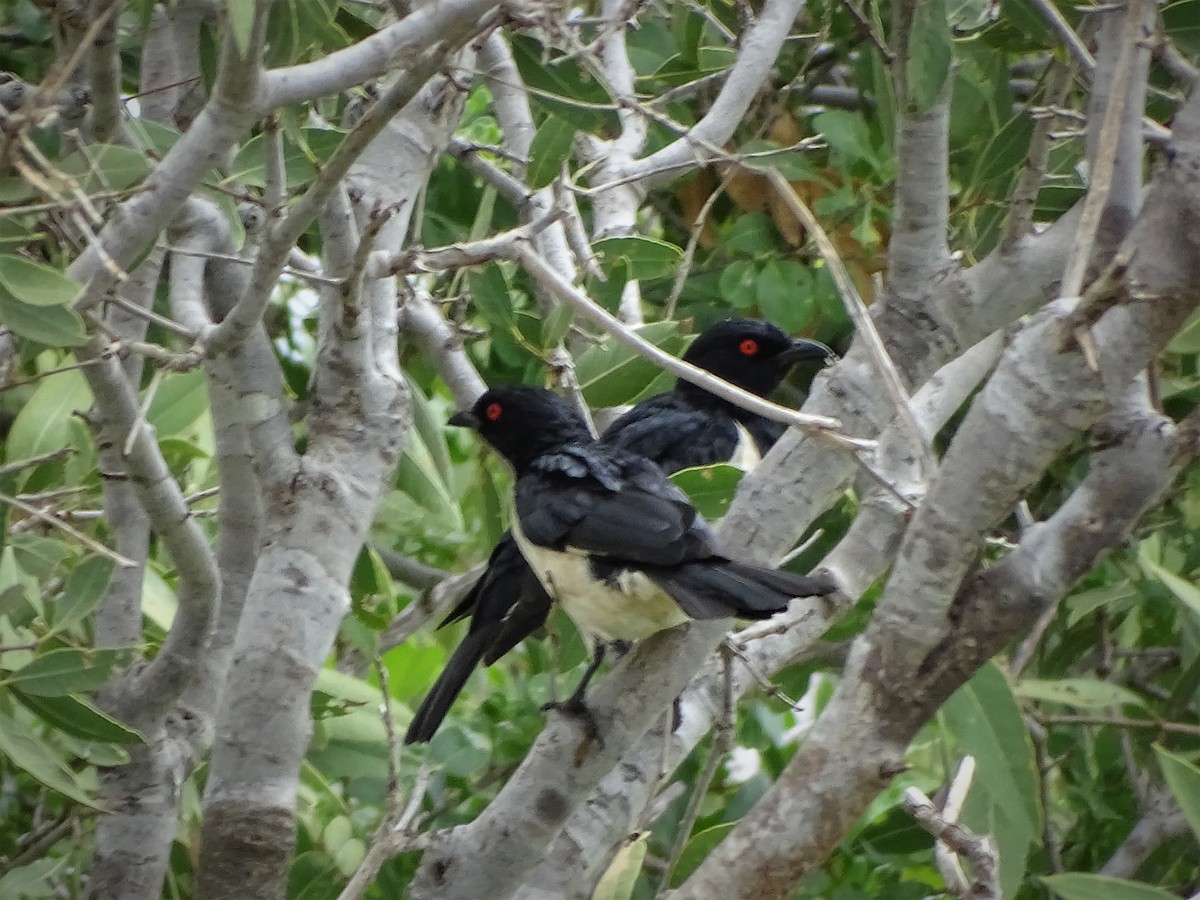 Magpie Starling - ML79399581