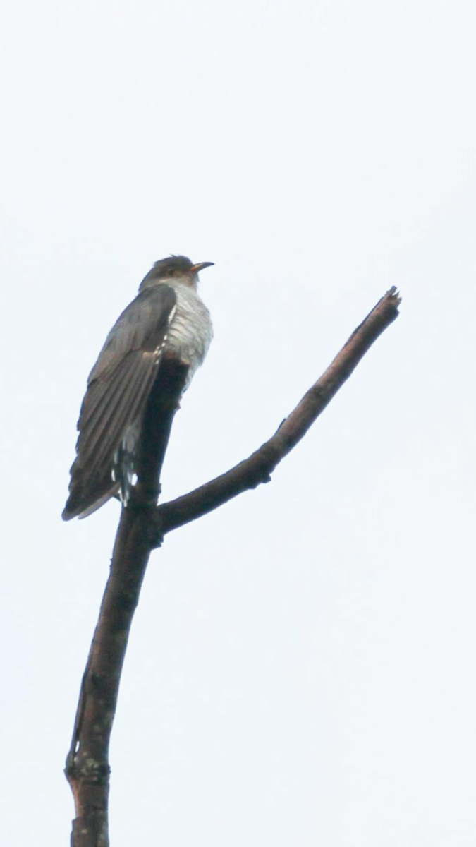 Common Cuckoo - Karthick VS