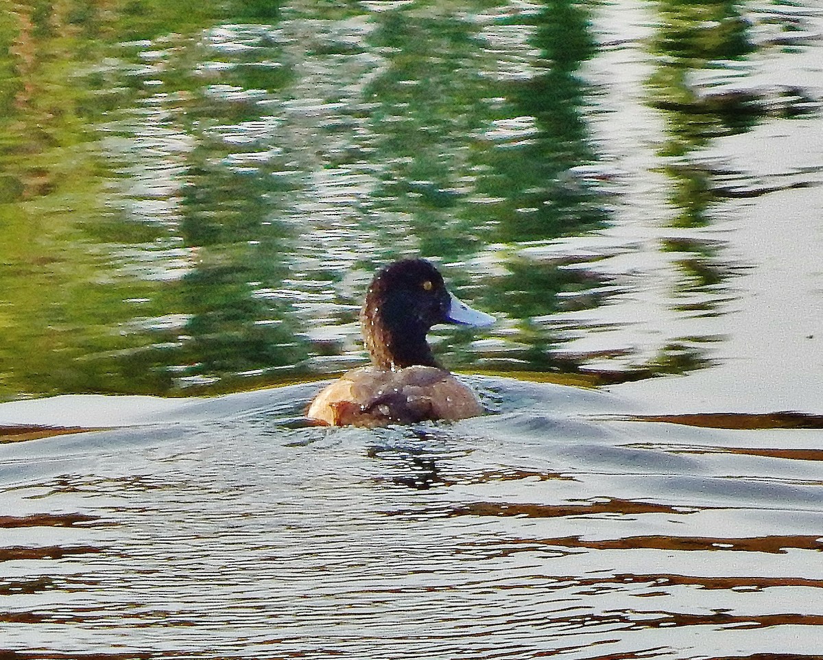 Greater Scaup - ML79402281