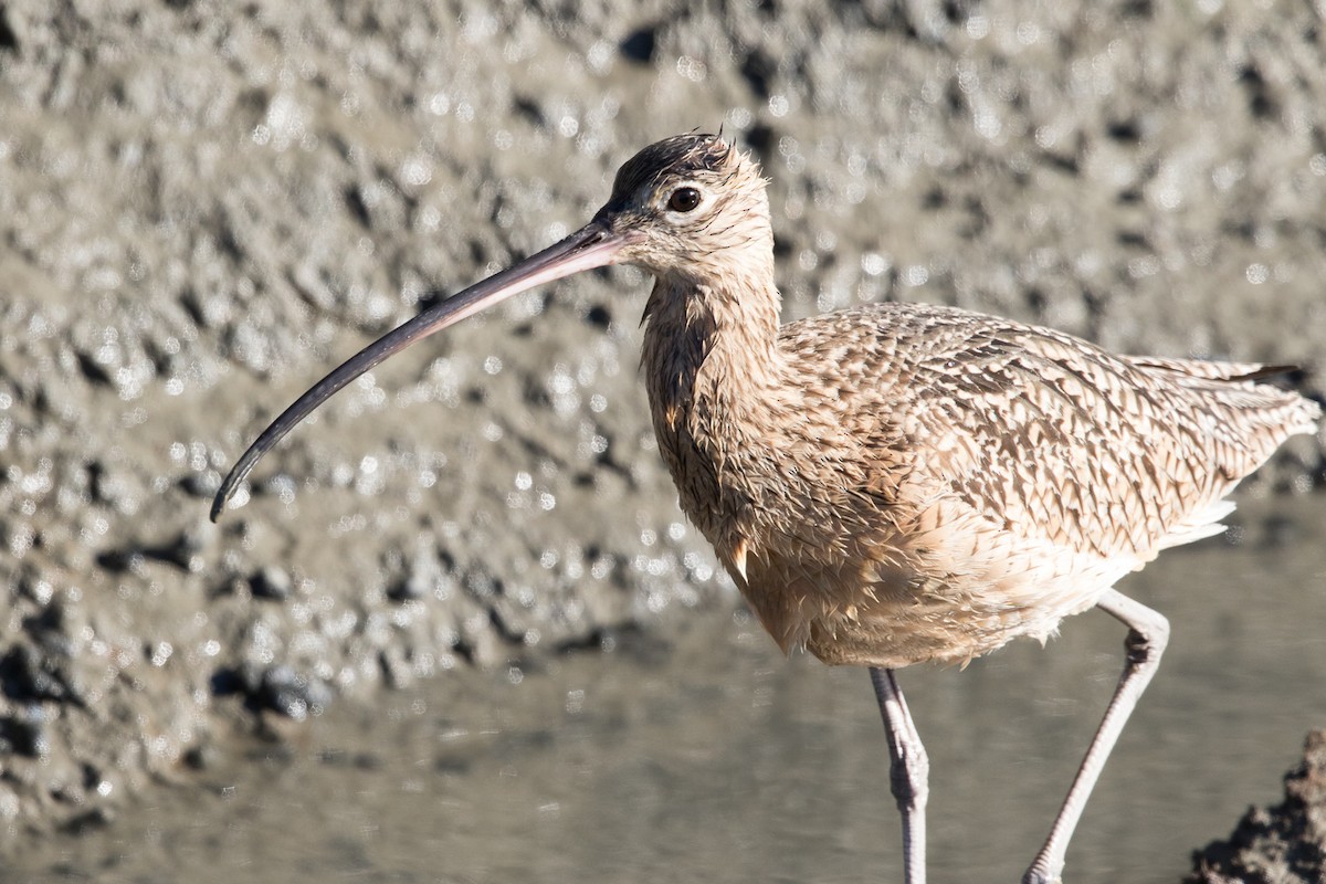 Long-billed Curlew - ML79402861