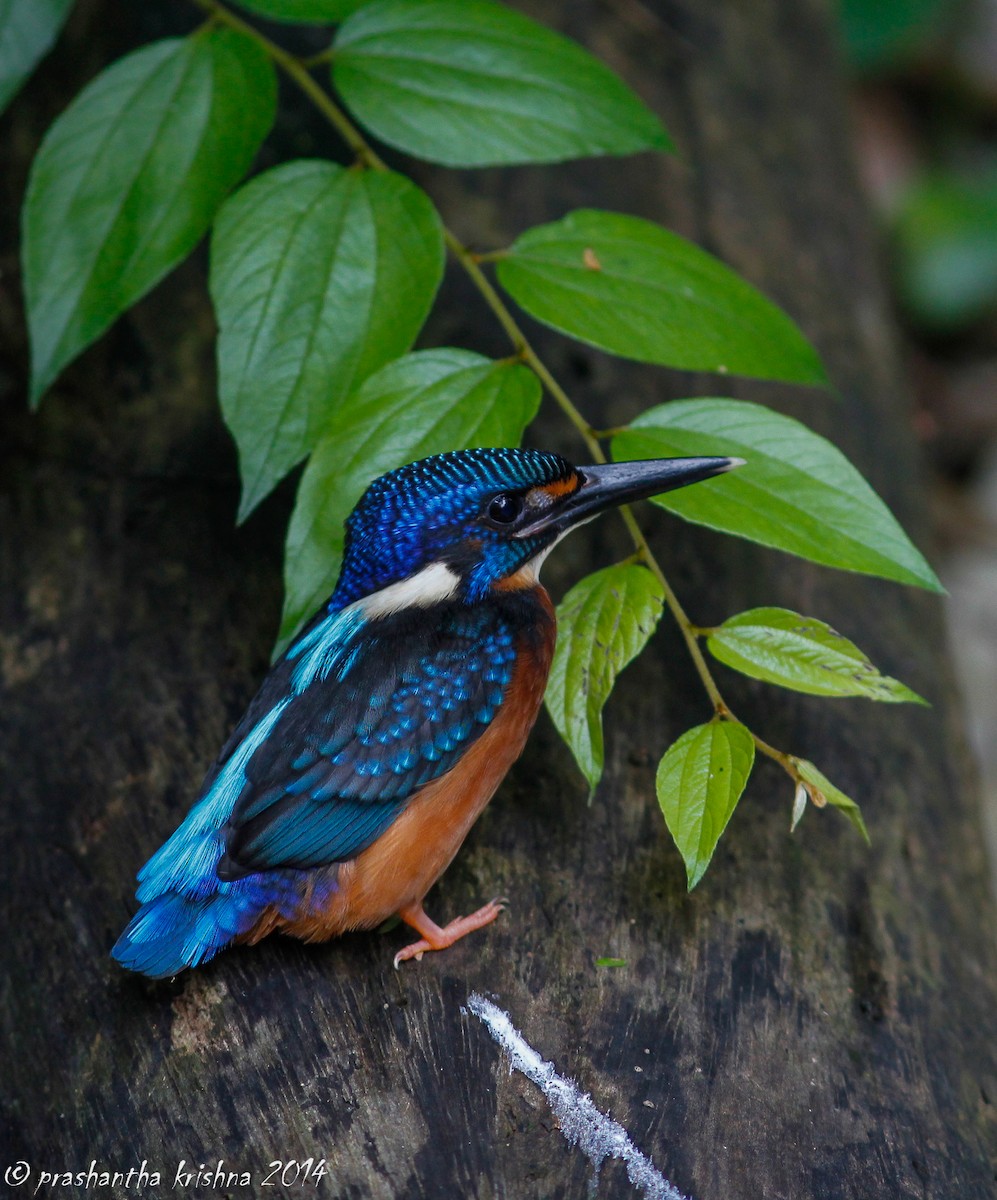 Blue-eared Kingfisher - ML79403781