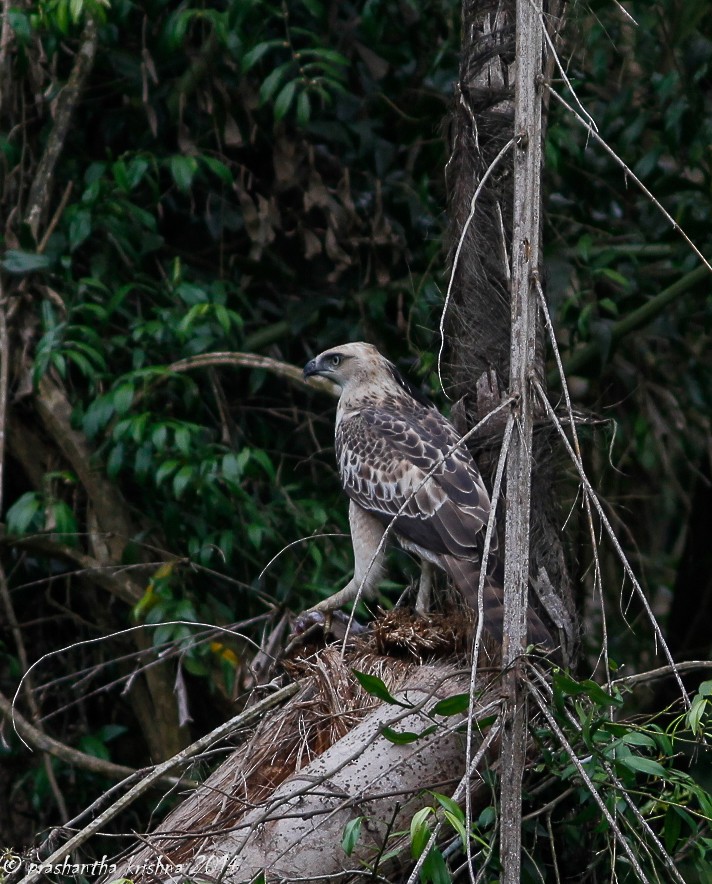 Changeable Hawk-Eagle (Crested) - ML79404271