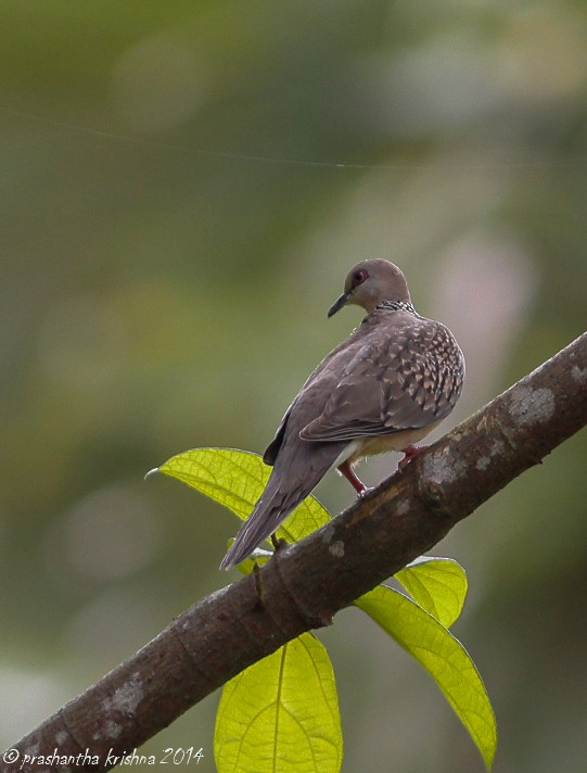 Spotted Dove - ML79404361