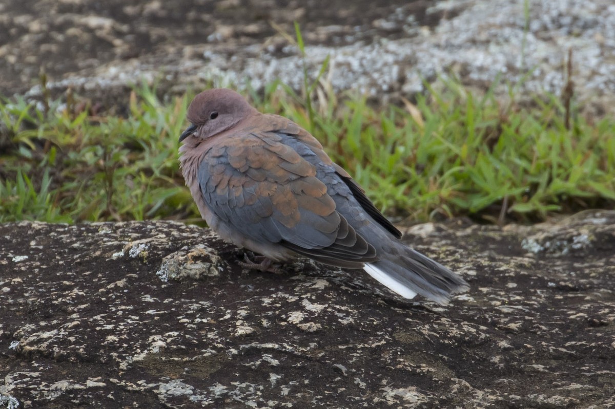 Laughing Dove - ML79404701