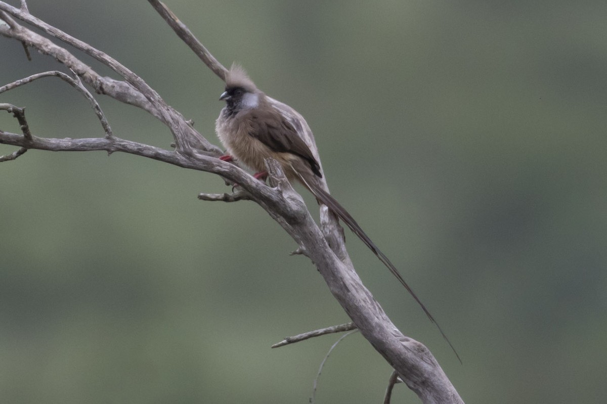 Speckled Mousebird - ML79404841