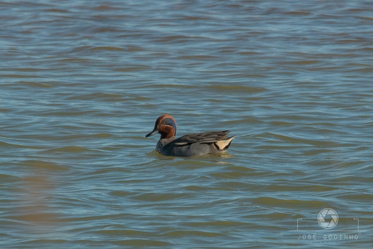 Green-winged Teal - ML79404961