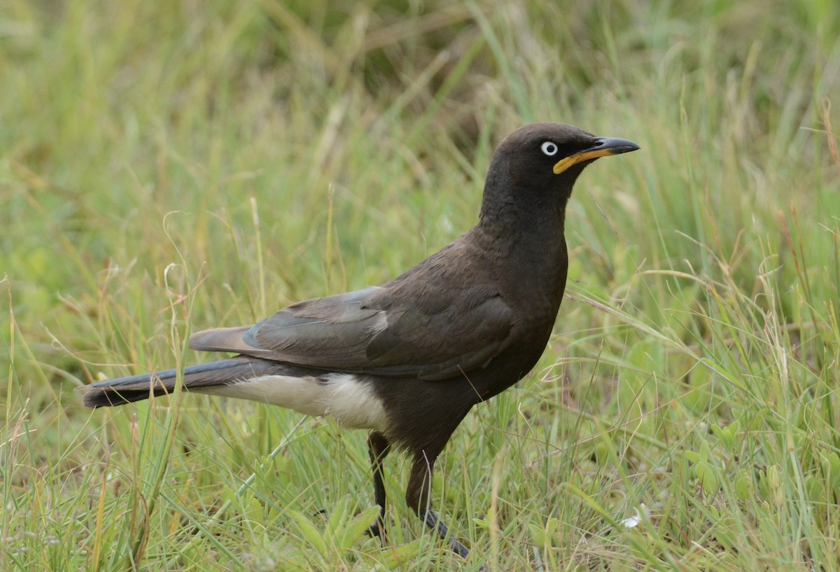 African Pied Starling - Taylor Abbott