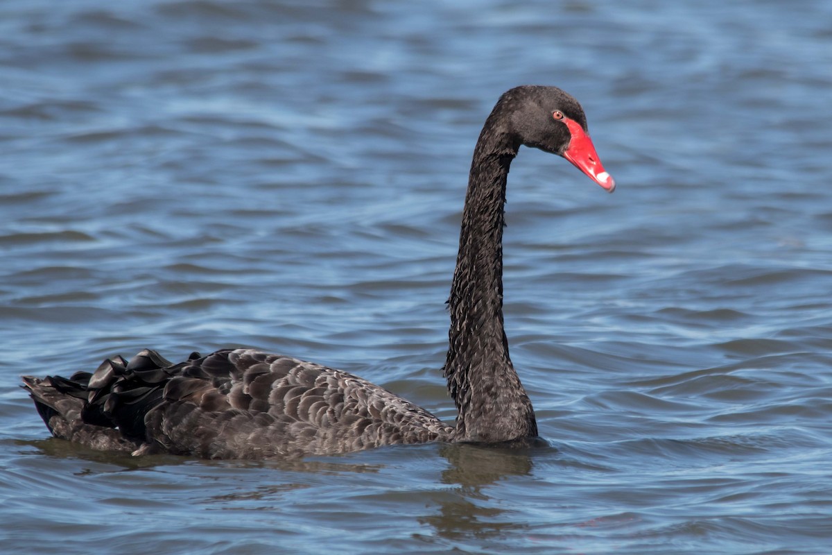 Black Swan - Andrew Allen
