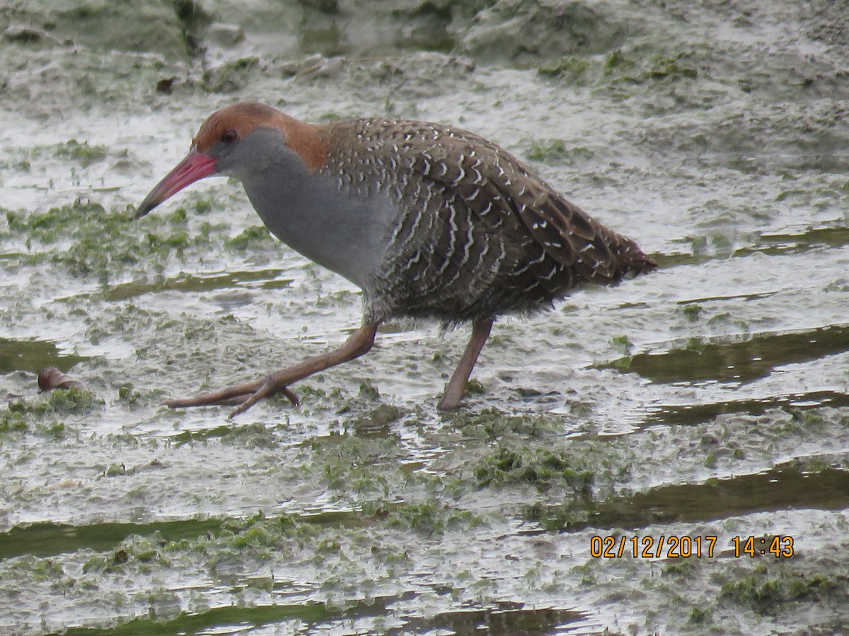 Slaty-breasted Rail - You-Cheng  Chen