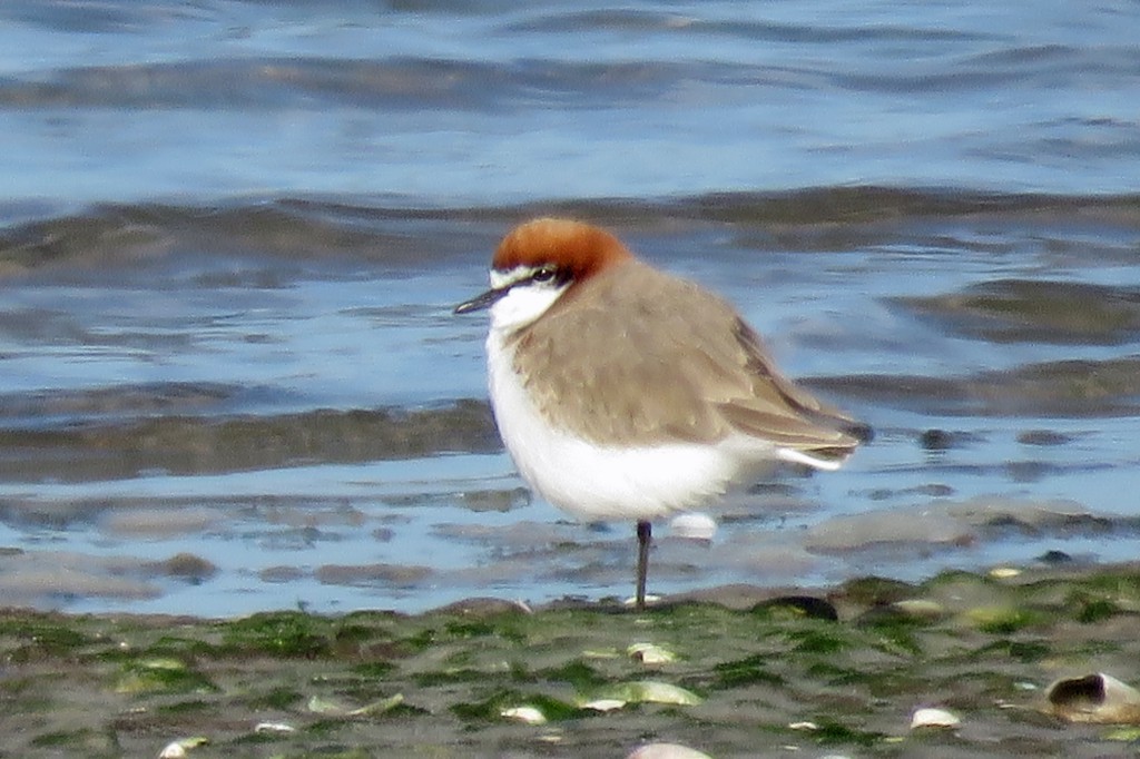 Red-capped Plover - Linda Hayes
