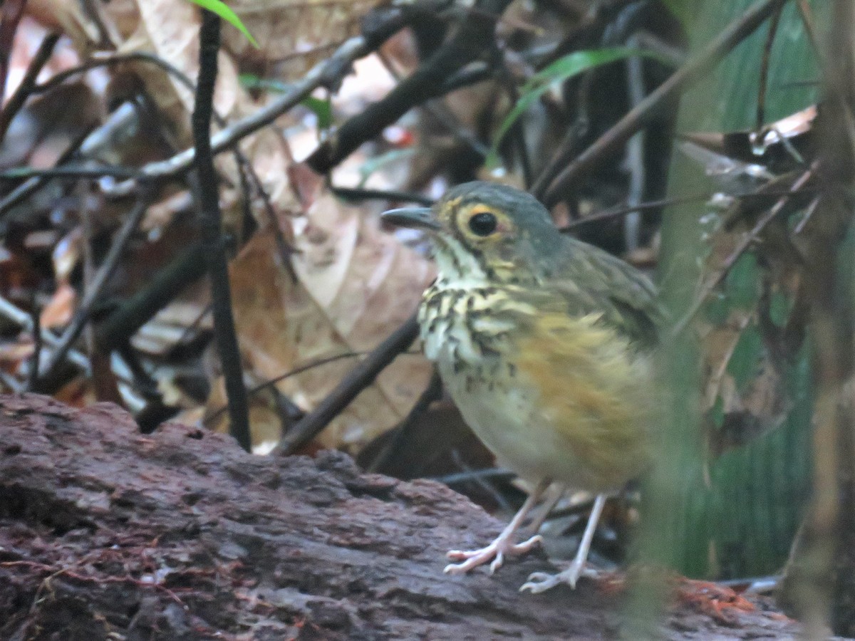 Spotted Antpitta - ML79408791