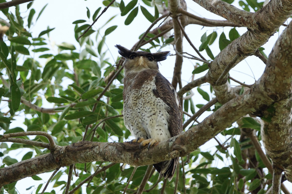 Barred Eagle-Owl - ML79409891