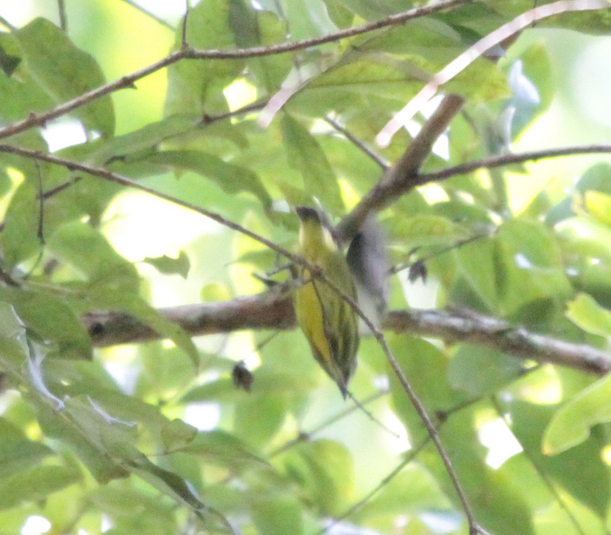 Yellow-breasted Flowerpecker - ML79412421