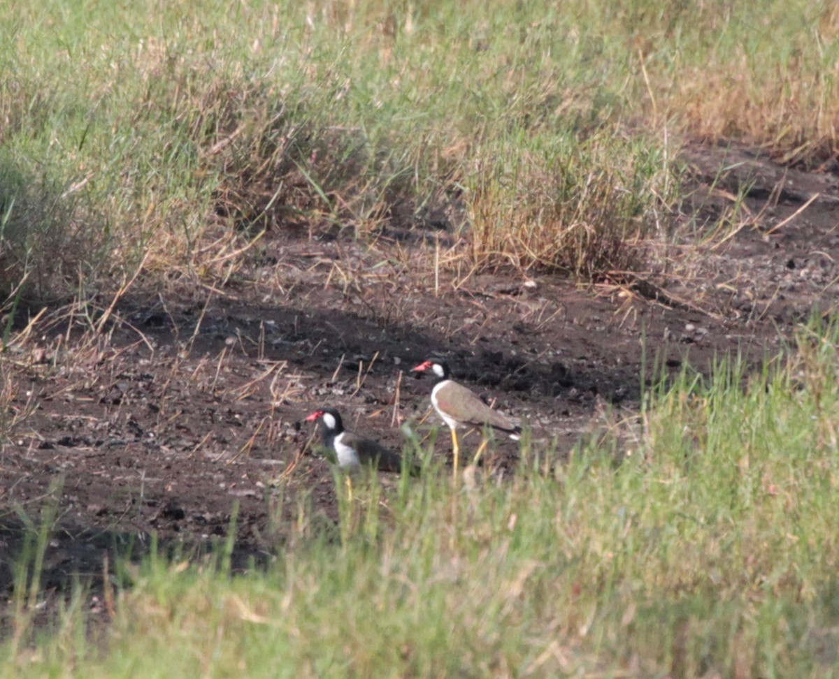 Red-wattled Lapwing - Corey Callaghan
