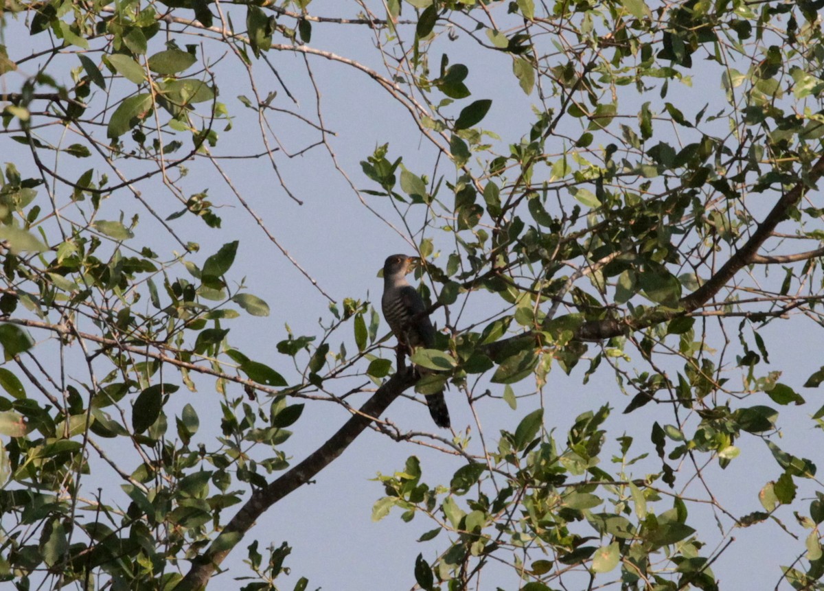 Indian Cuckoo - ML79413621