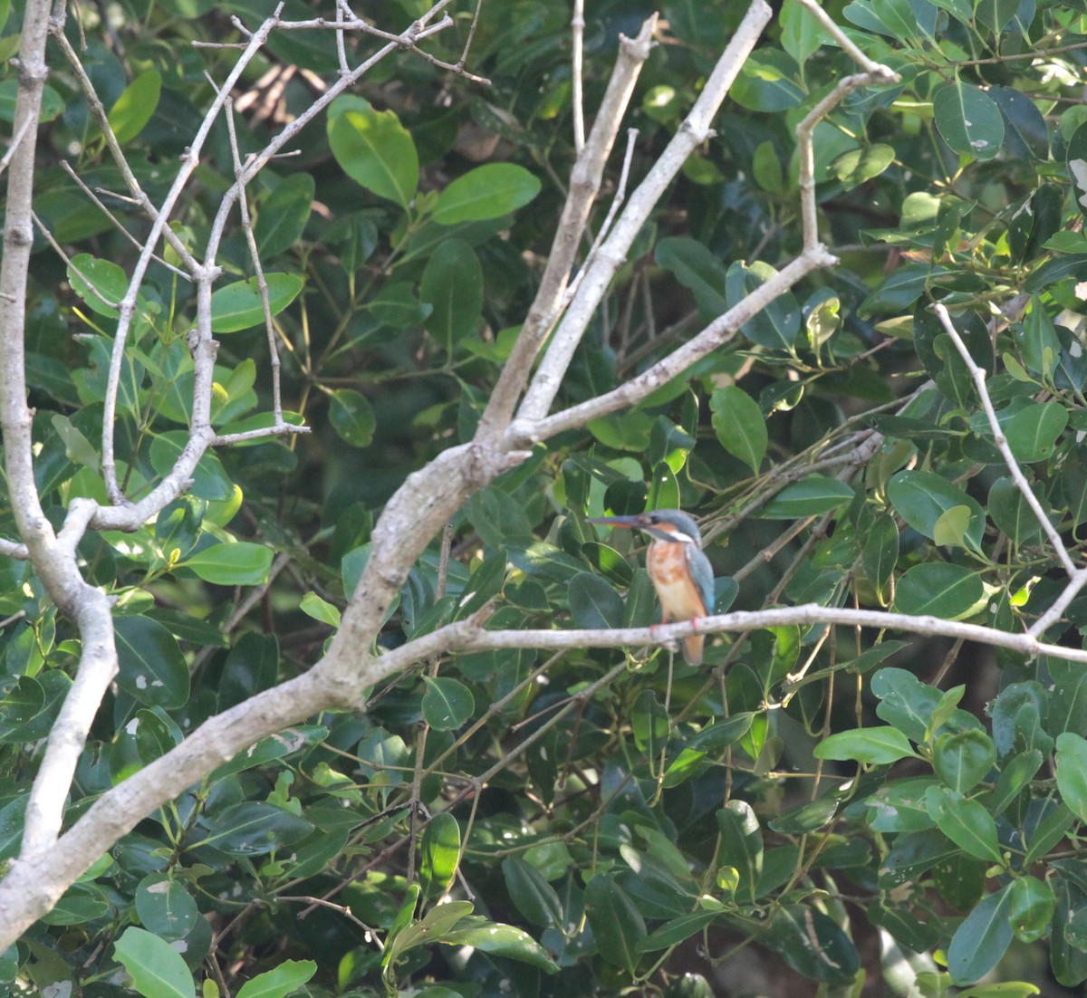 Common Kingfisher - ML79413651