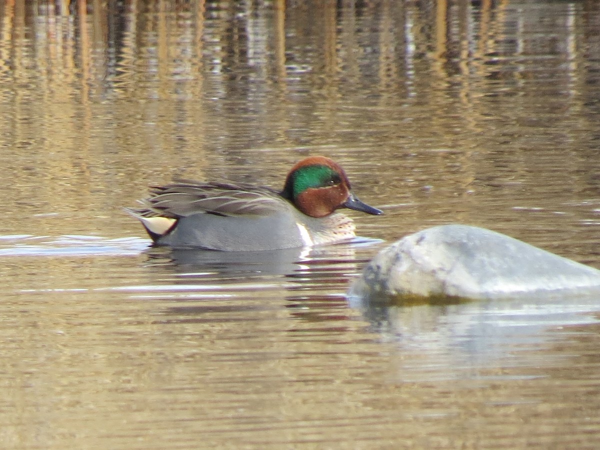 Green-winged Teal - ML79415911