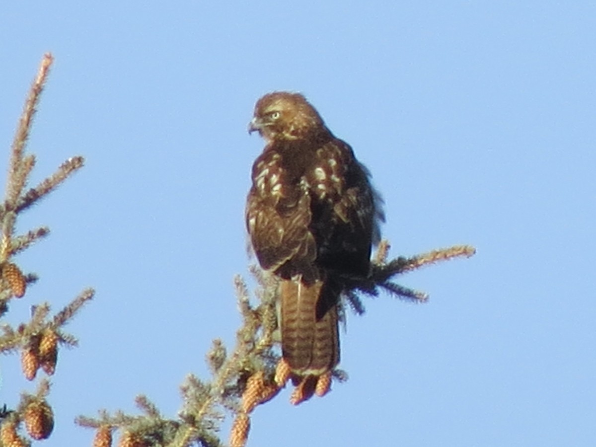 Red-tailed Hawk - ML79416091