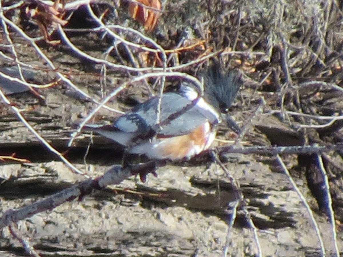 Belted Kingfisher - BEN BAILEY