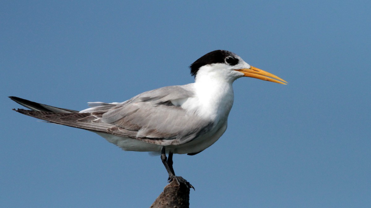 Great Crested Tern - Corey Callaghan