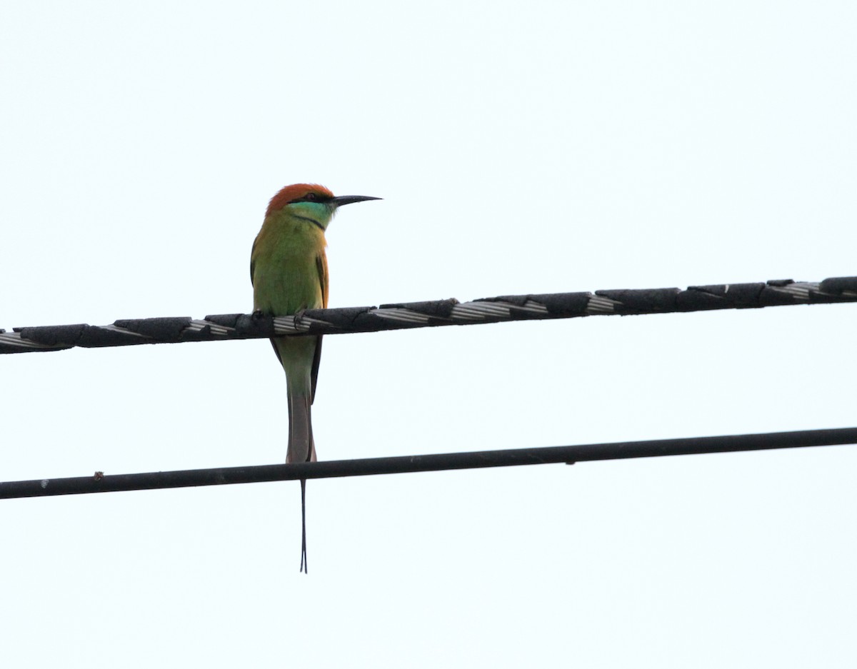 Asian Green Bee-eater - Corey Callaghan