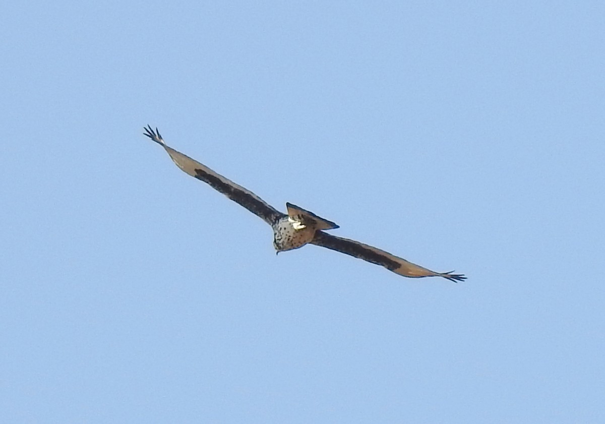 African Hawk-Eagle - ML79418711