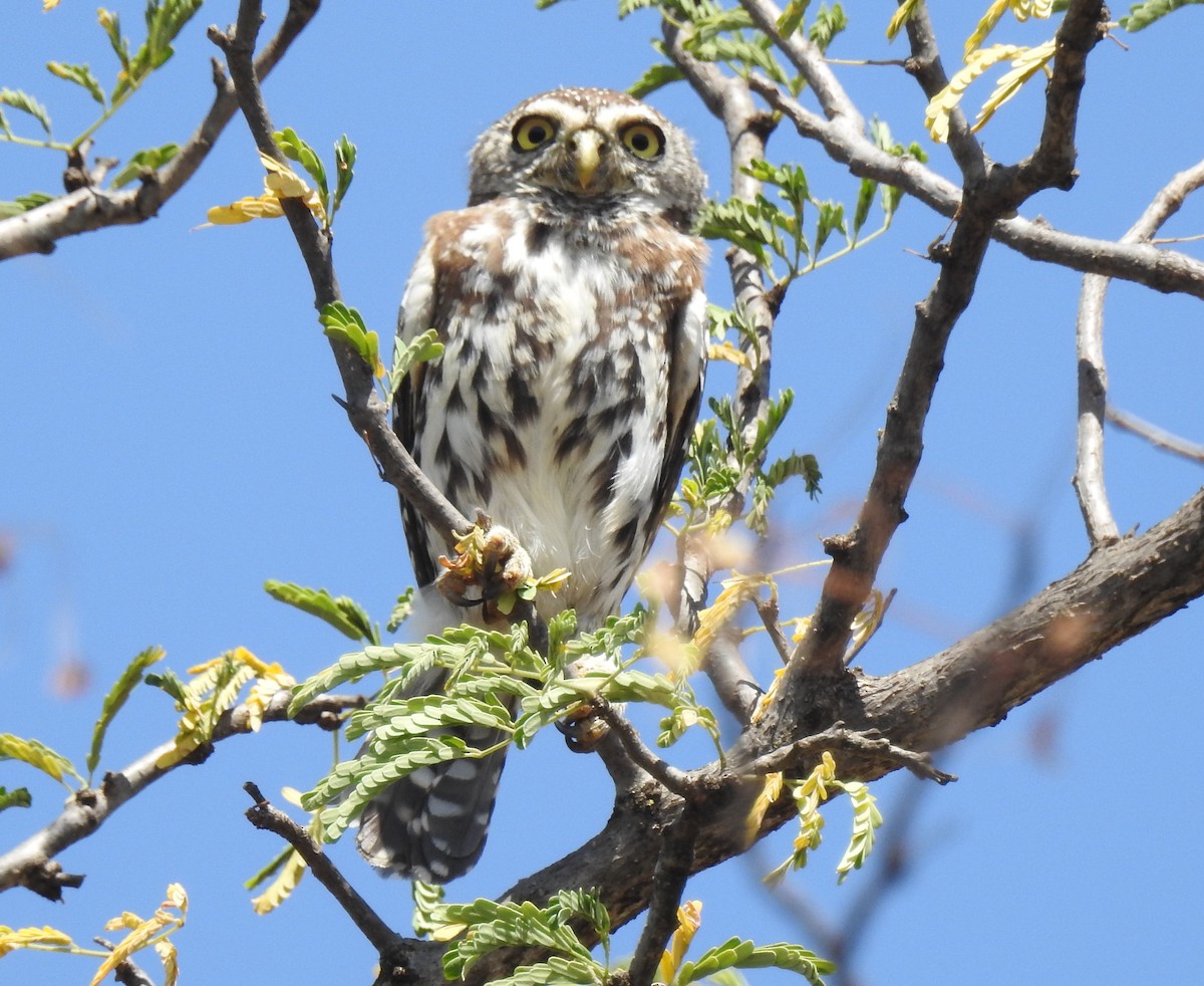 Pearl-spotted Owlet - ML79418821