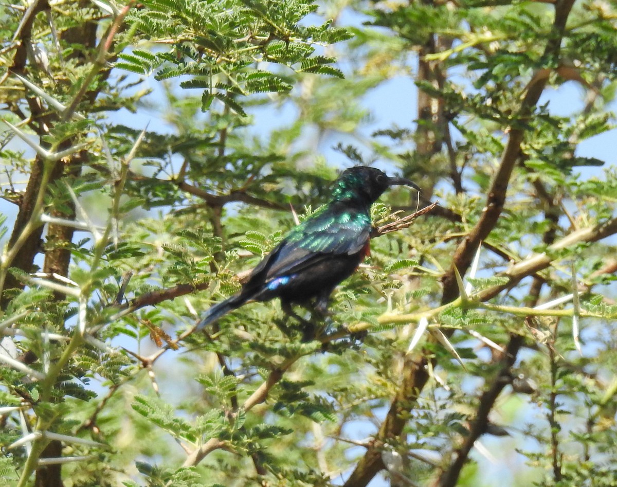 Black-bellied Sunbird - ML79419021