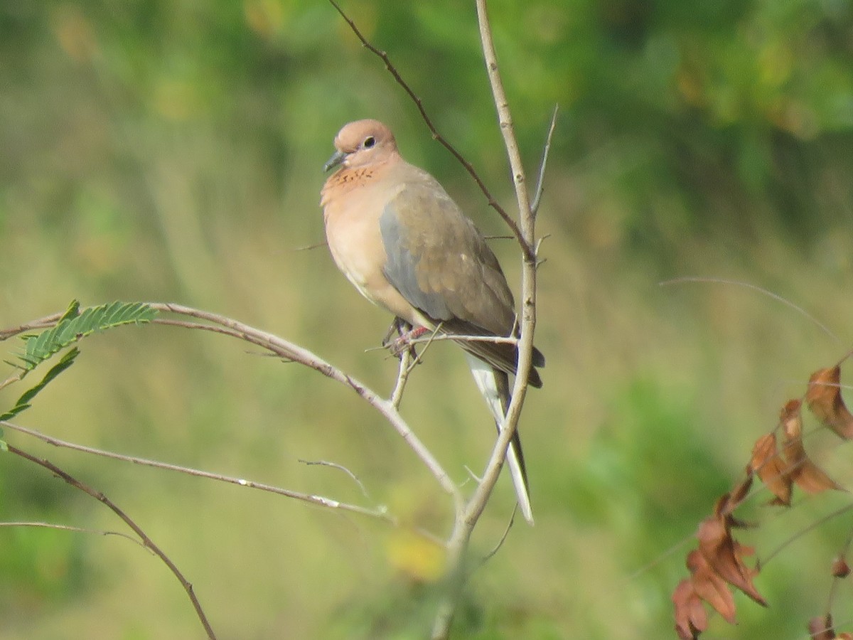 Laughing Dove - ML79419711