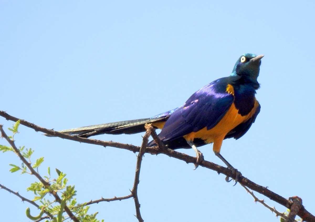 Golden-breasted Starling - ML79419771