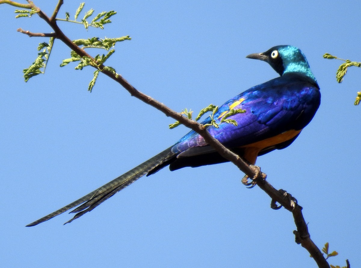 Golden-breasted Starling - ML79419781