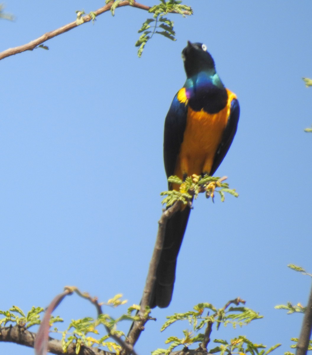 Golden-breasted Starling - ML79419811
