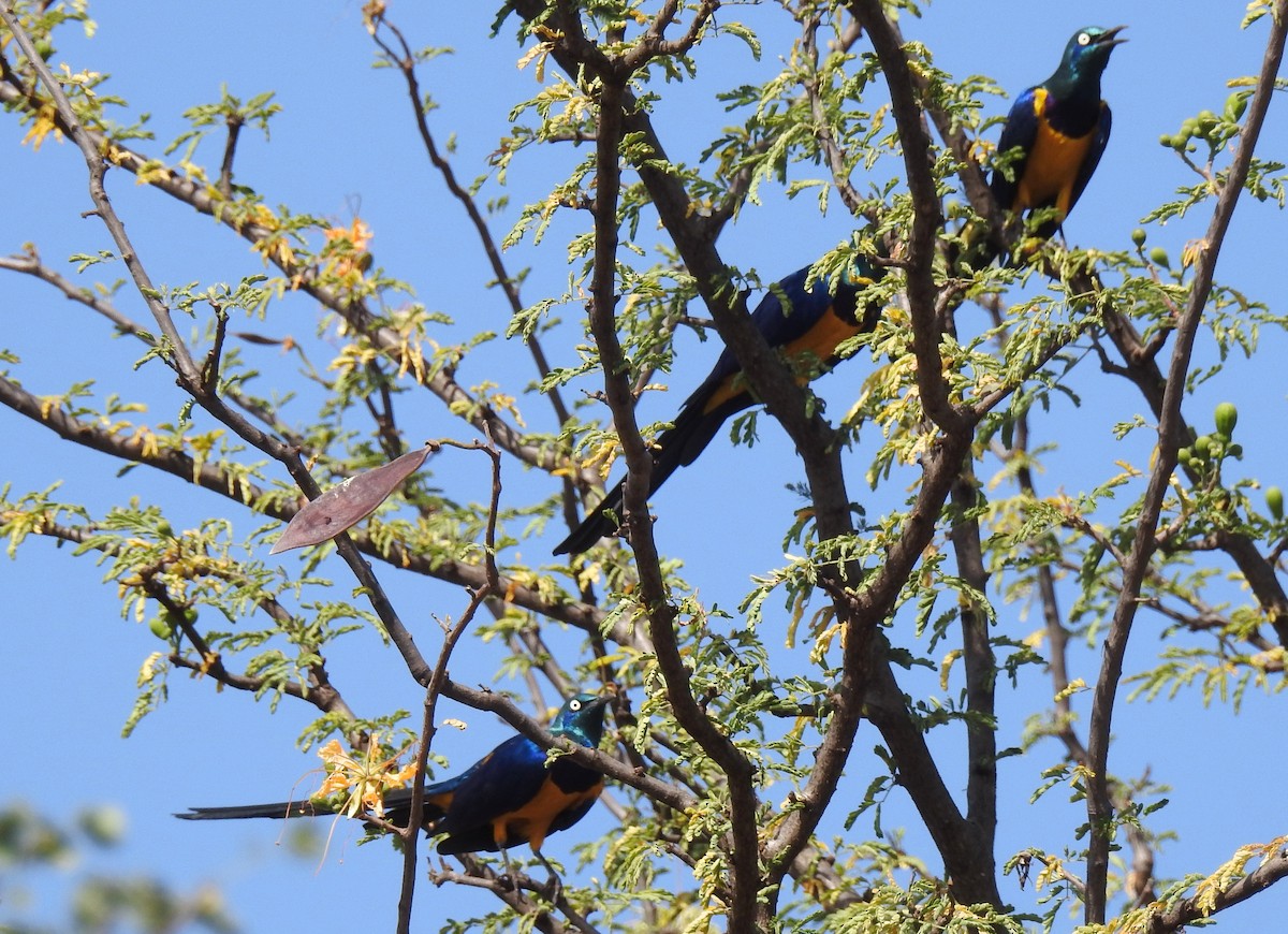 Golden-breasted Starling - ML79419821