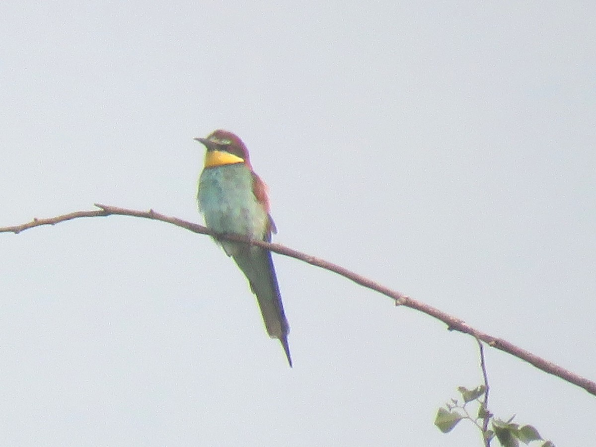 European Bee-eater - ML79419881