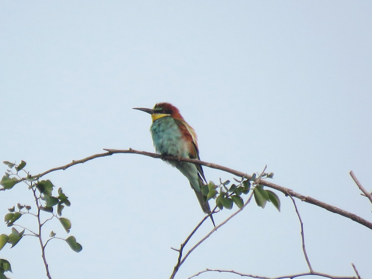 European Bee-eater - Selvaganesh K