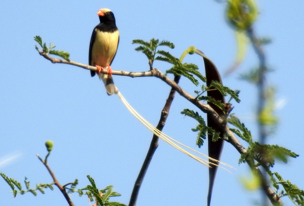 Straw-tailed Whydah - ML79420121
