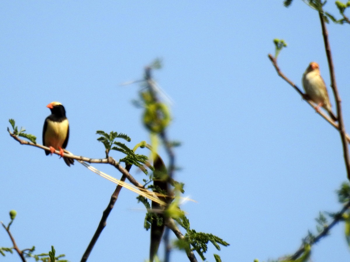Straw-tailed Whydah - ML79420141