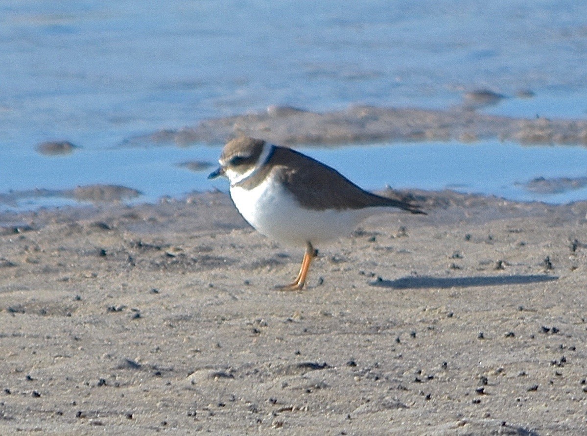 Semipalmated Plover - ML79420461