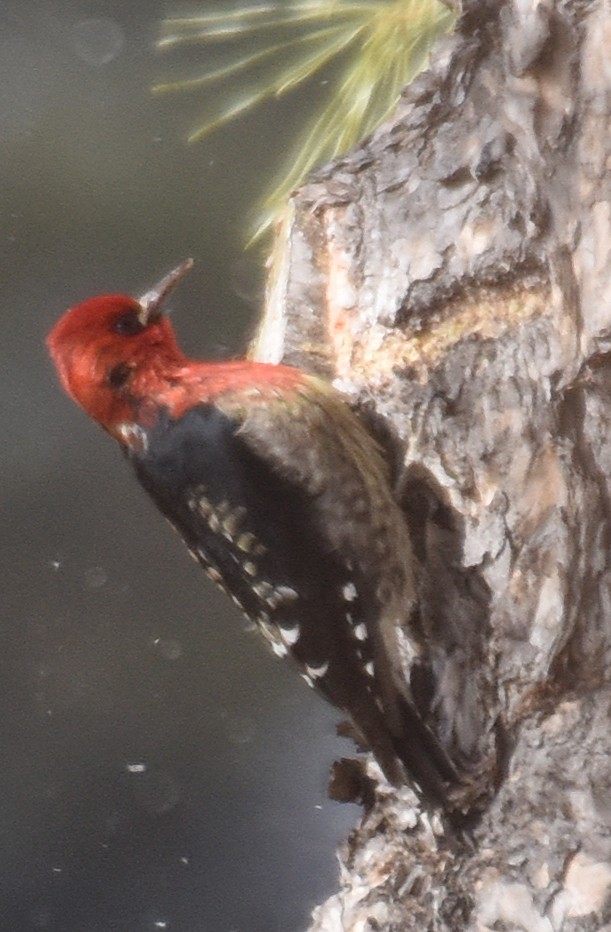 Red-breasted Sapsucker - ML79420611