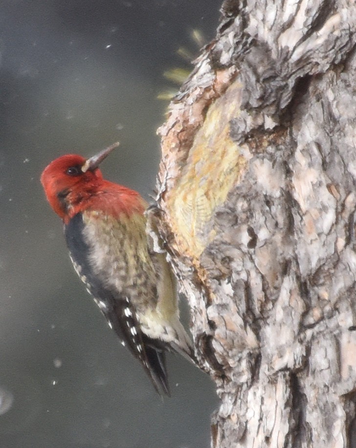 Red-breasted Sapsucker - ML79420621