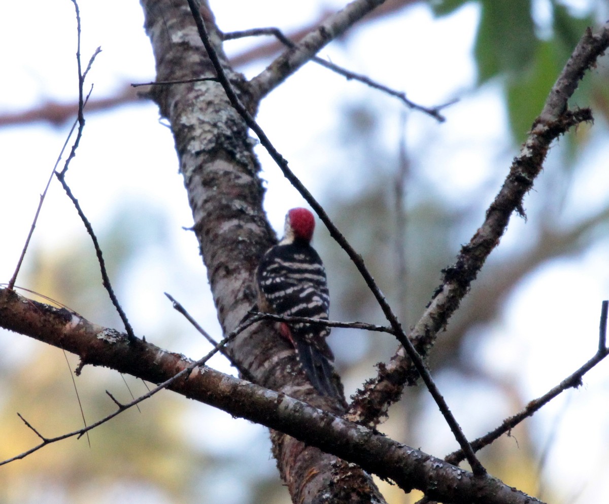Stripe-breasted Woodpecker - Corey Callaghan